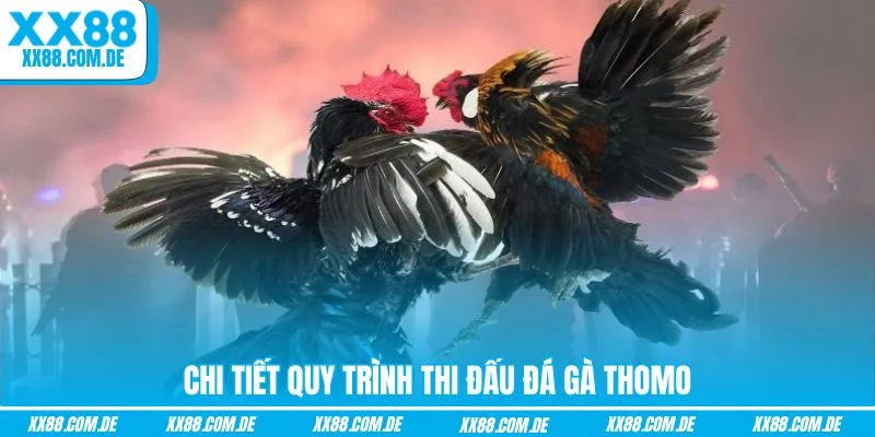 Chi tiết quy trình thi đấu đá gà Thomo