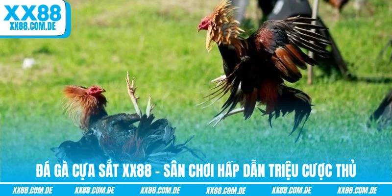 Đá gà cựa sắt