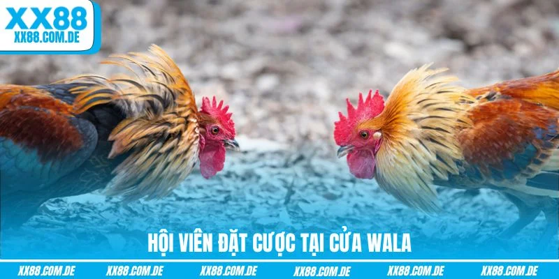 Hội viên đặt cược tại cửa Wala