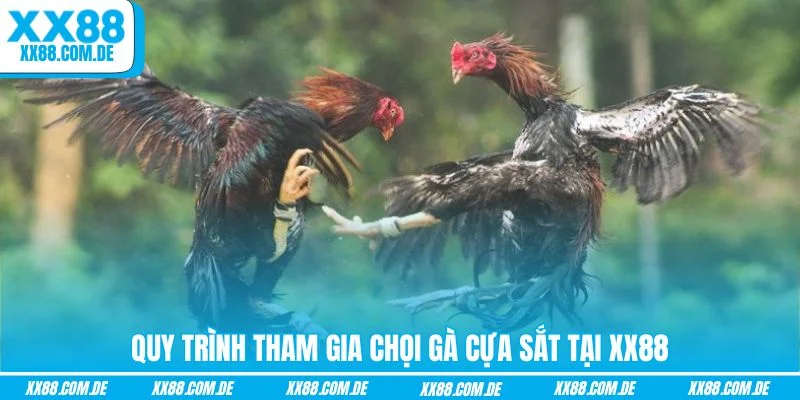 Quy trình tham gia chọi gà cựa sắt tại XX88