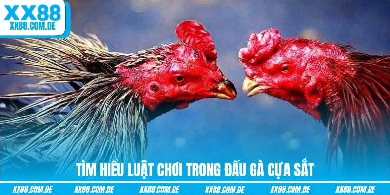 Tìm hiểu luật chơi trong đấu gà cựa sắt