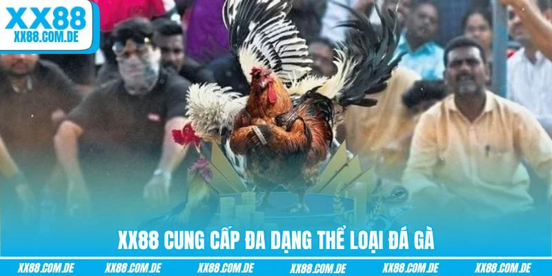 XX88 cung cấp đa dạng thể loại đá gà
